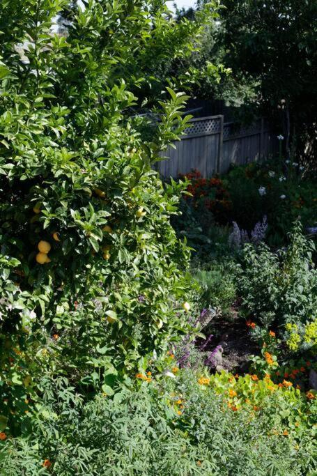 Beautiful, Historic Family Home Near Lake Merritt Oakland Exteriör bild